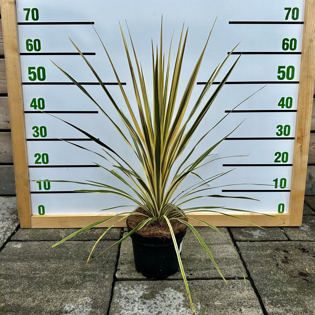 Obrázok Kordylína austrálska (Cordyline australis) ´TORBAY DAZZLER´ - výška 20-30 cm, kont. C3L (-12°C)